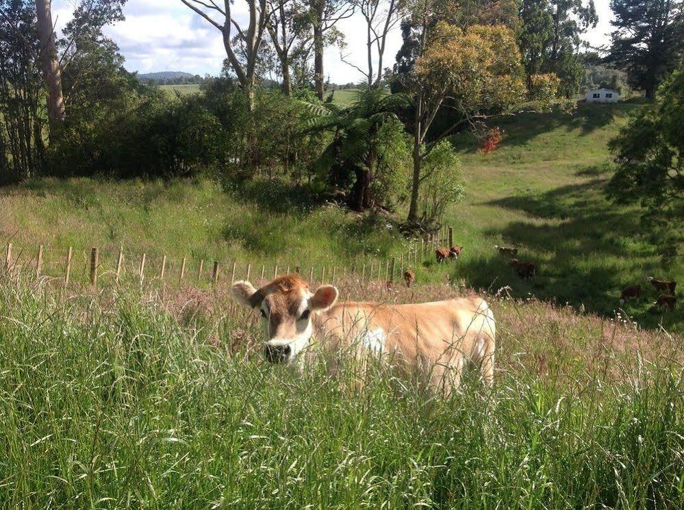 Rolling Hills Country Stay B&B Tauranga Exterior foto